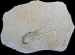 Fossil Lobster (Mecochirus) - Solnhofen Limestone #31382-1